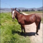 En prisión preventiva quedó sujeto acusado de robar yegua en Coquimbo